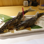 柳家錦 - 和良川の天然アユも大きくなってきました