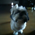 魚信 - 面白ワンにゃん画像①