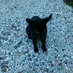 魚信 - 面白ワンにゃん画像②