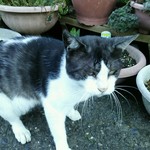 魚信 - 面白ワンにゃん画像③