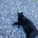 魚信 - 面白ワンにゃん画像④