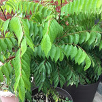 インド･パキスタン料理 ホット・スプーン - 