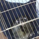 ピッザピッザピッザ - フェレット