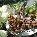 ナチュラル　カフェイーナ - 