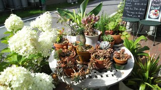 ナチュラル　カフェイーナ - 