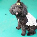 さんぺや - 今回はプーちゃんがお出迎え