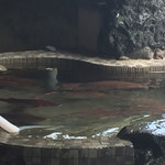 活魚料理 びんび家 - 入口横の鯛のいけす。