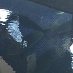 活魚料理 びんび家 - ハマチのいけすもありました。