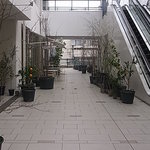 まちのシューレ 963　カフェ - 開放感のあるテラス　鉢植えの木々