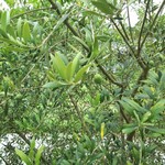 ピザ アオゾラ - 