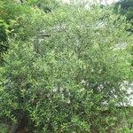 ピザ アオゾラ - 