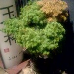 Tama tsubaki - 入口の鉢植え (2017/7)
