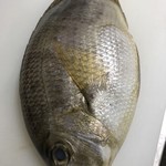 Kazuya - 長崎県 メイチダイ：しっかりと脂がのって甘みのある魚です。