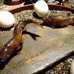 龍吟 - 泳がし鮎