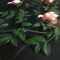 ヒカリヤ ニシ - 