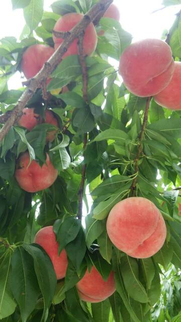 曲屋果樹園 - 平野（その他）の写真