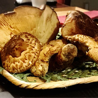 祇園 さゝ木 - 見たこと無い程の肉厚で芳香な松茸