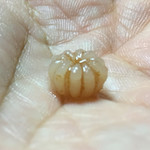 かたつむり - イワナシ