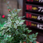 珈琲専門店 エース - 店先の植物。