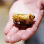 寿しの吉乃 - 穴子の腹