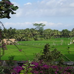 Jepun Bali "Tea Room" - 