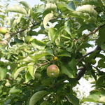 レストラン山崎 - 木村さんのりんご