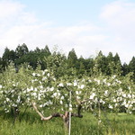 レストラン山崎 - 木村さんのりんご畑