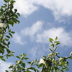 レストラン山崎 - 木村秋則さんのりんご畑