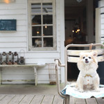 Sajilo Cafe Forest - 