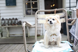 Sajilo Cafe Forest - 