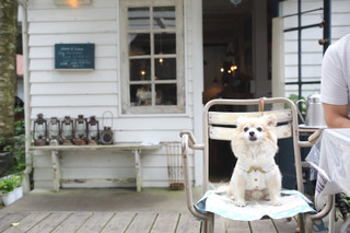 Sajilo Cafe Forest - 