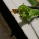 炭火焼酒亭ローリンストーン - 焼き万願寺唐辛子喰らう