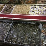 全記海鮮菜館 - 水槽