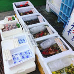 貝増商店 - ハマグリ達