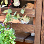 贈りもの菓子食堂 Ｍouette - 