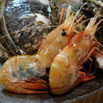 鮨松榮 - 超巨大牡丹海老