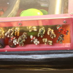 めだかタンタン - 