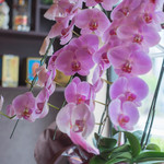 龍昇房 - 胡蝶蘭（こてふらん）