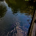 山屋蒼月 - 庭園。