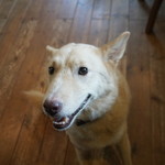 わんこ亭 - 看板犬の琥珀ちゃん