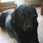 わんこ亭 - 看板犬の風雅くん