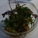 Restaurant Satoshi.F - 2013年2月