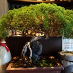 龢 - （2017/7月）盆栽