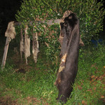 かたつむり - 脱け殻となったジビエ達