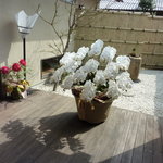 祇園 さゝ木 - 今まで見たことがない大きさの蘭。16本立てだそうです＾＾；