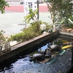 いわし料理 善 - いつもの甲羅干し亀たち