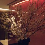 ラ・ベカス - 啓翁桜