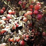 中国レストラン 雪園 - 