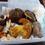 かたつむり - ヤマドリ茸他