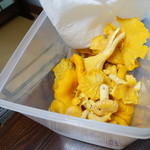 かたつむり - あんず茸